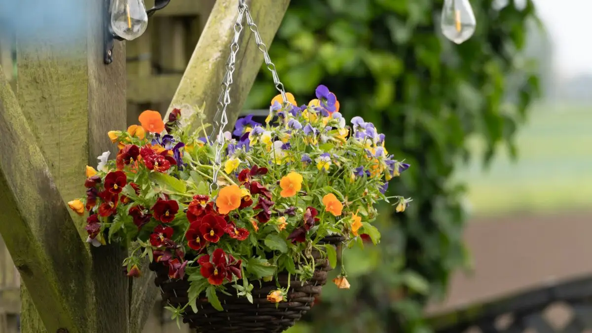 Hängender Blumenkorb mit bunten Hornveilchen an einer Holzpergola im Garten.