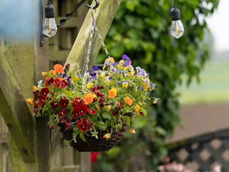 Hängender Blumenkorb mit bunten Hornveilchen an einer Holzpergola im Garten.