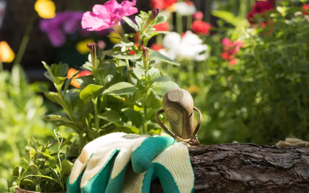 Gartenhandschuhe und Pflanzkelle vor blühenden Petunien im sonnigen Sommergarten