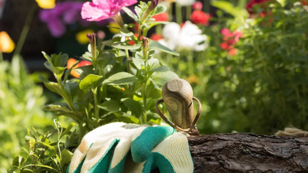 Gartenhandschuhe und Pflanzkelle vor blühenden Petunien im sonnigen Sommergarten