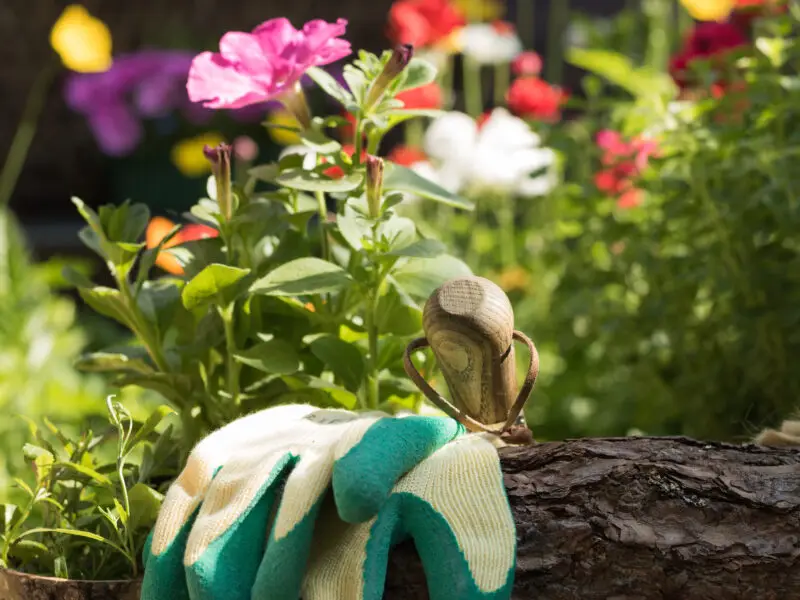 Gartenhandschuhe und Pflanzkelle vor blühenden Petunien im sonnigen Sommergarten