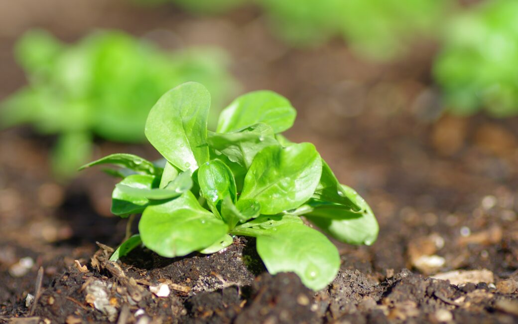 Junger Feldsalat wächst im August frisch aus der Gartenerde mit zarten grünen Blättern und Wassertropfen.