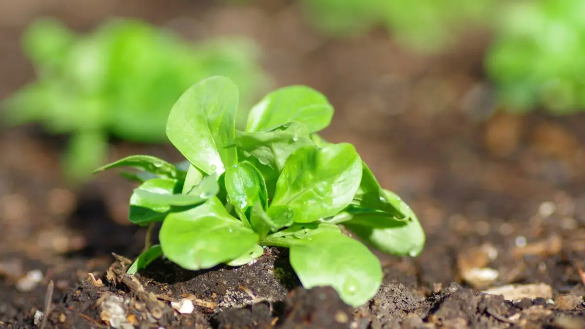 Junger Feldsalat wächst im August frisch aus der Gartenerde mit zarten grünen Blättern und Wassertropfen.