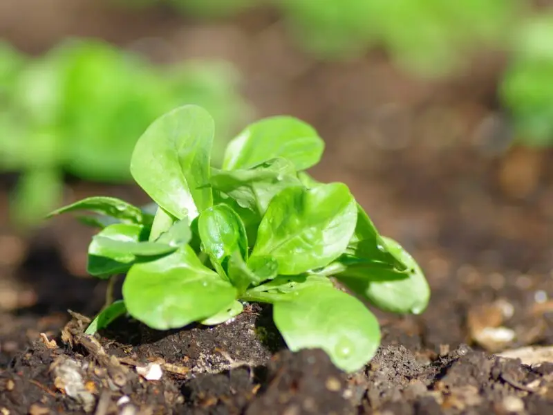 Junger Feldsalat wächst im August frisch aus der Gartenerde mit zarten grünen Blättern und Wassertropfen.