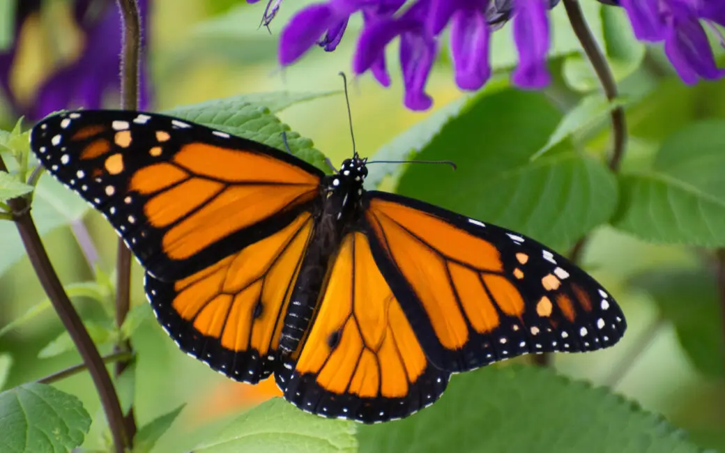 Monarchfalter mit ausgebreiteten orange-schwarzen Flügeln auf violetten Blüten.