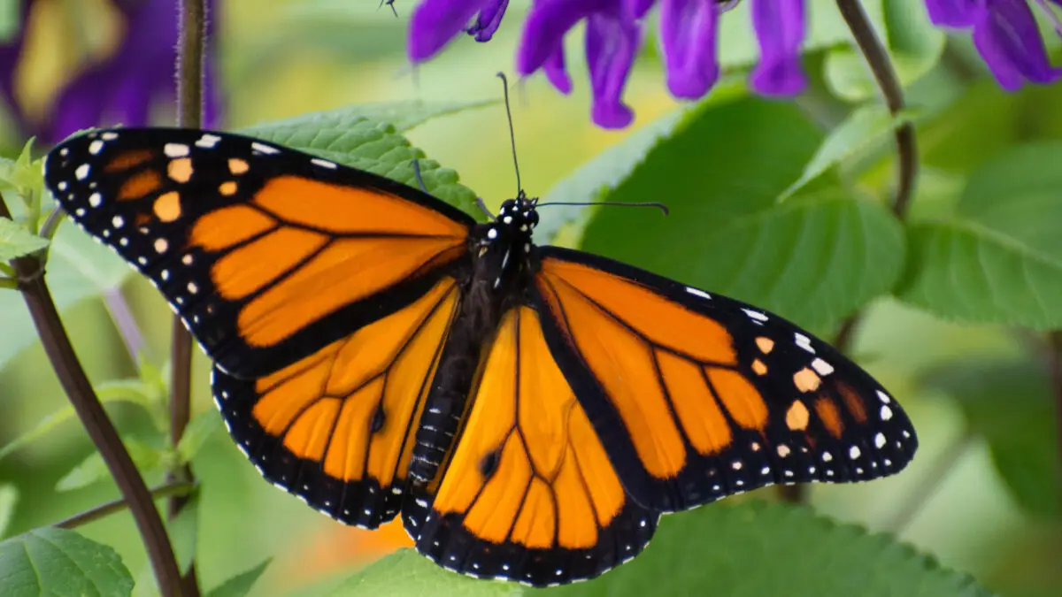 Monarchfalter mit ausgebreiteten orange-schwarzen Flügeln auf violetten Blüten.