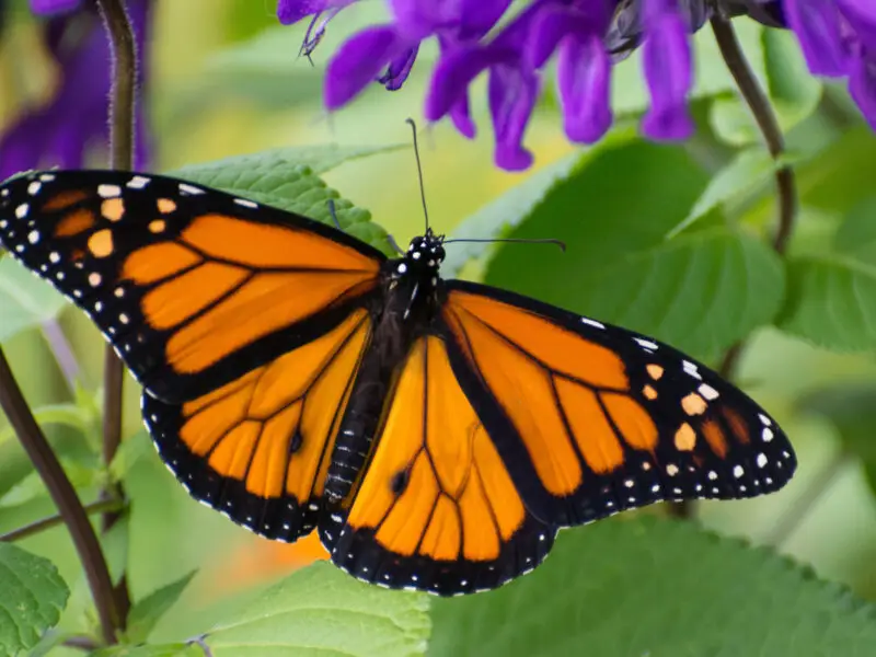 Monarchfalter mit ausgebreiteten orange-schwarzen Flügeln auf violetten Blüten.