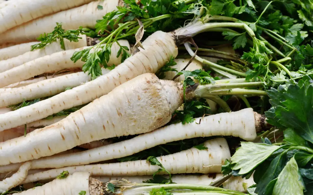 Frisch geerntete Pastinaken mit grünem Laub, dicht nebeneinander auf einem Erntehaufen.