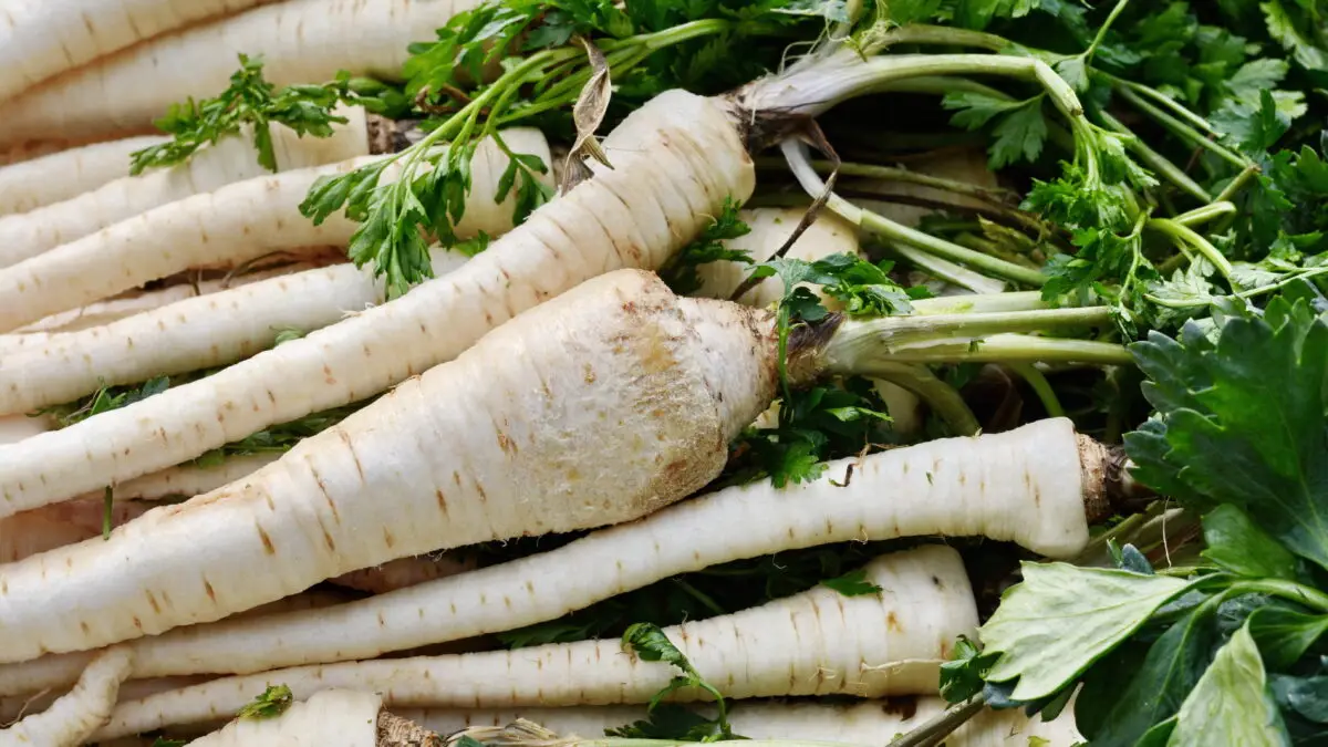 Frisch geerntete Pastinaken mit grünem Laub, dicht nebeneinander auf einem Erntehaufen.
