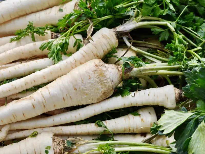 Frisch geerntete Pastinaken mit grünem Laub, dicht nebeneinander auf einem Erntehaufen.