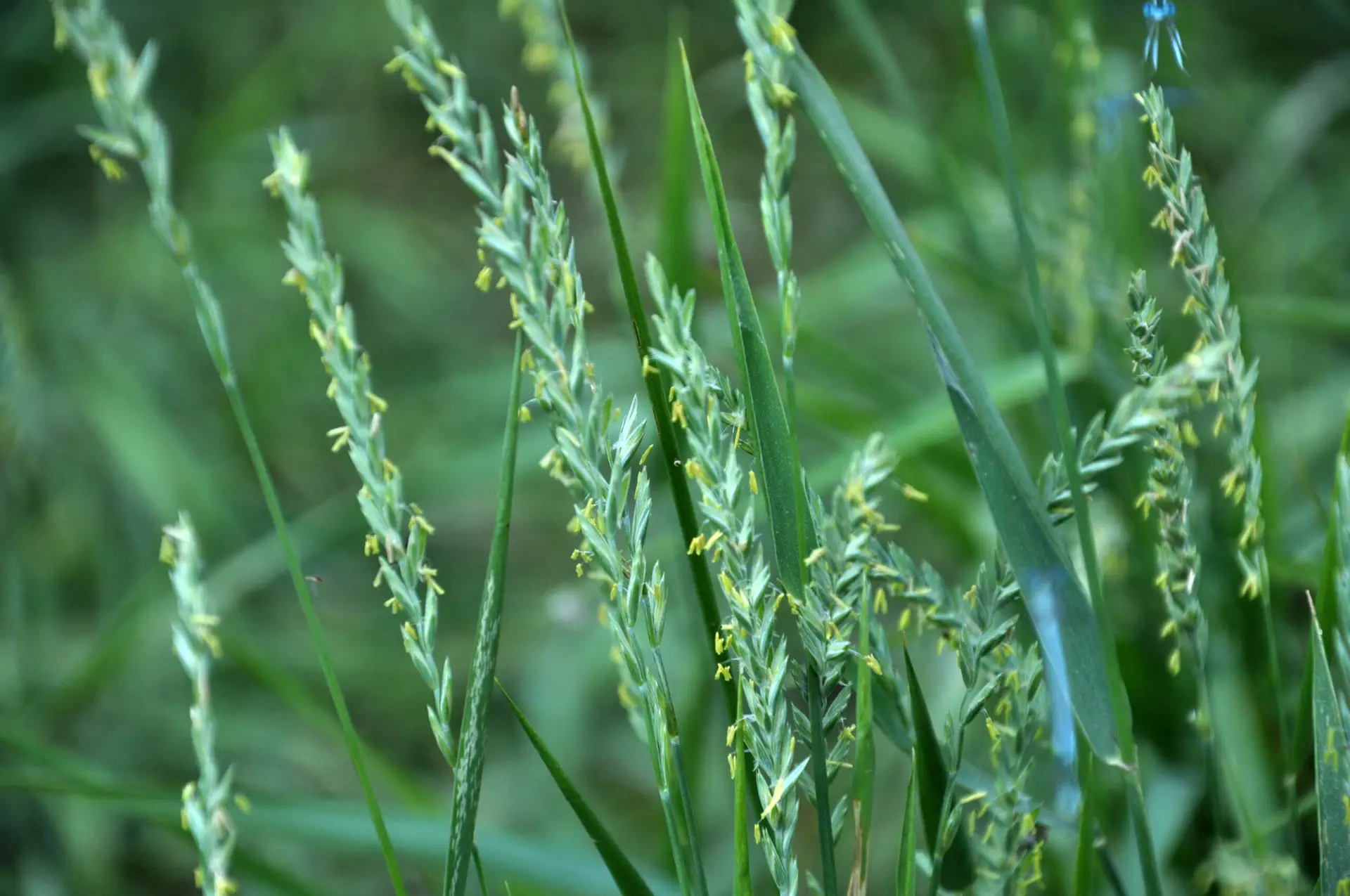 Nahaufnahme einer blühenden Quecke (Elymus repens) mit grünen Ähren und gelben Staubbeuteln.