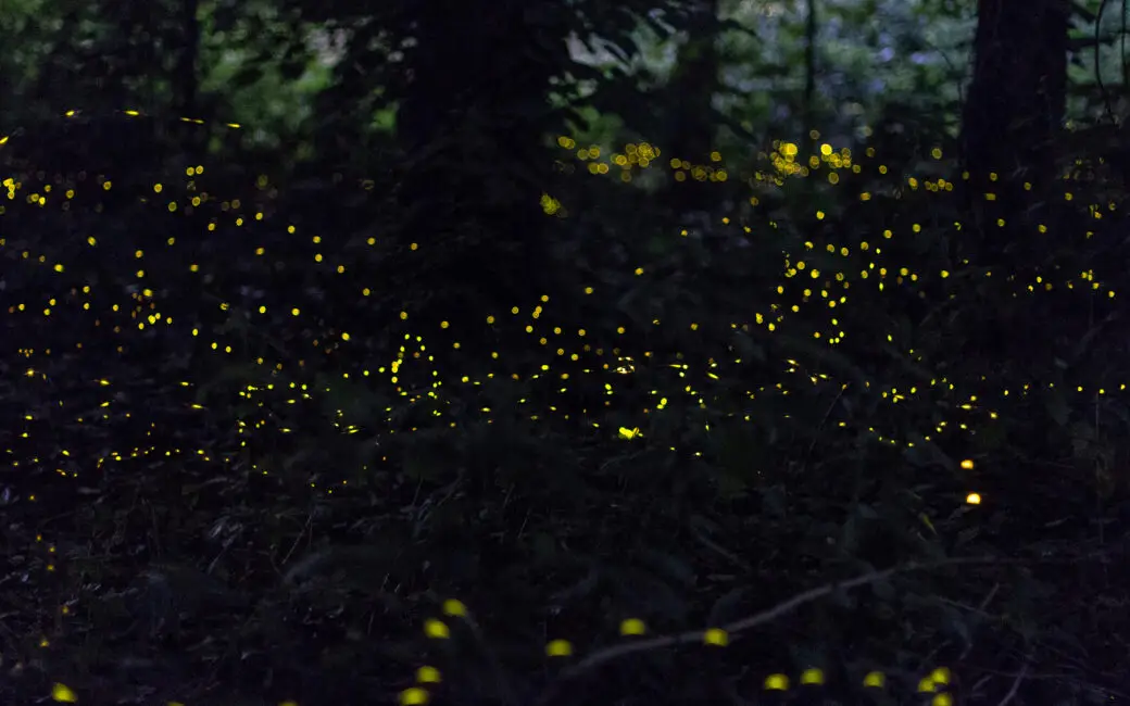 Leuchtende Glühwürmchen in einem dunklen Wald während der sommerlichen Abenddämmerung.