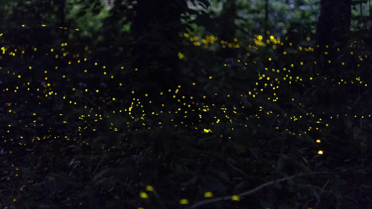 Leuchtende Glühwürmchen in einem dunklen Wald während der sommerlichen Abenddämmerung.