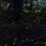 Leuchtende Glühwürmchen in einem dunklen Wald während der sommerlichen Abenddämmerung.