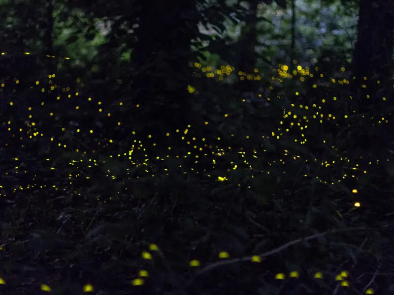 Leuchtende Glühwürmchen in einem dunklen Wald während der sommerlichen Abenddämmerung.