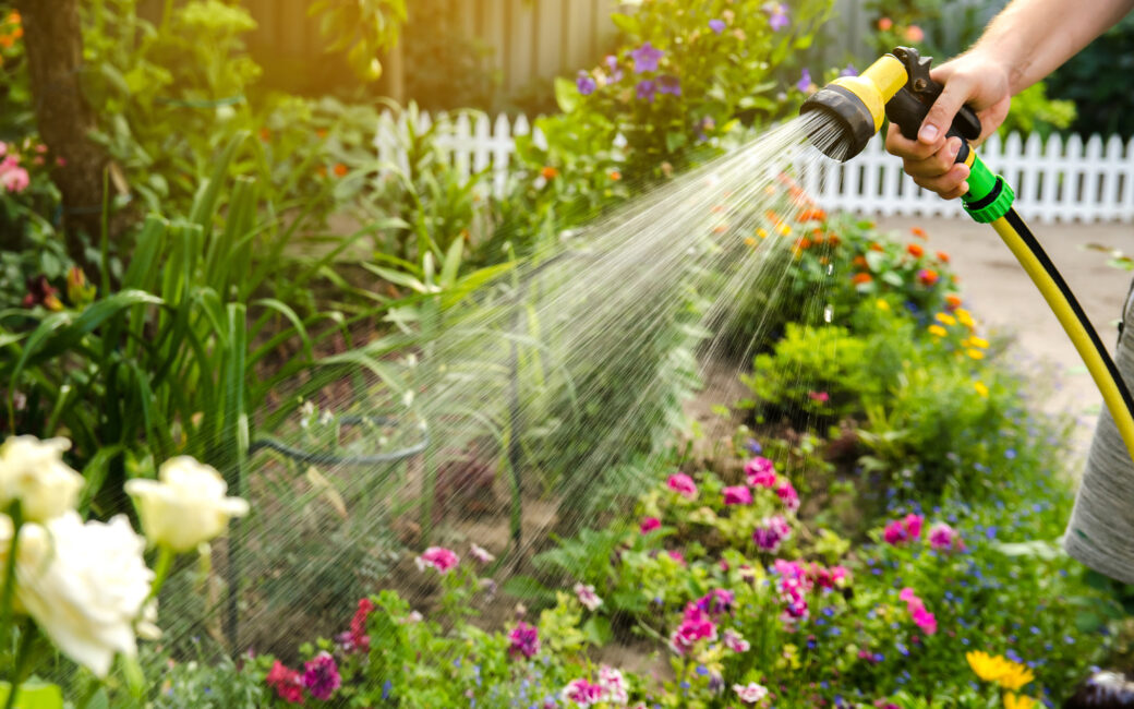 Person gießt im Juli mit einer Brause blühende Gartenbeete und Sommerblumen.