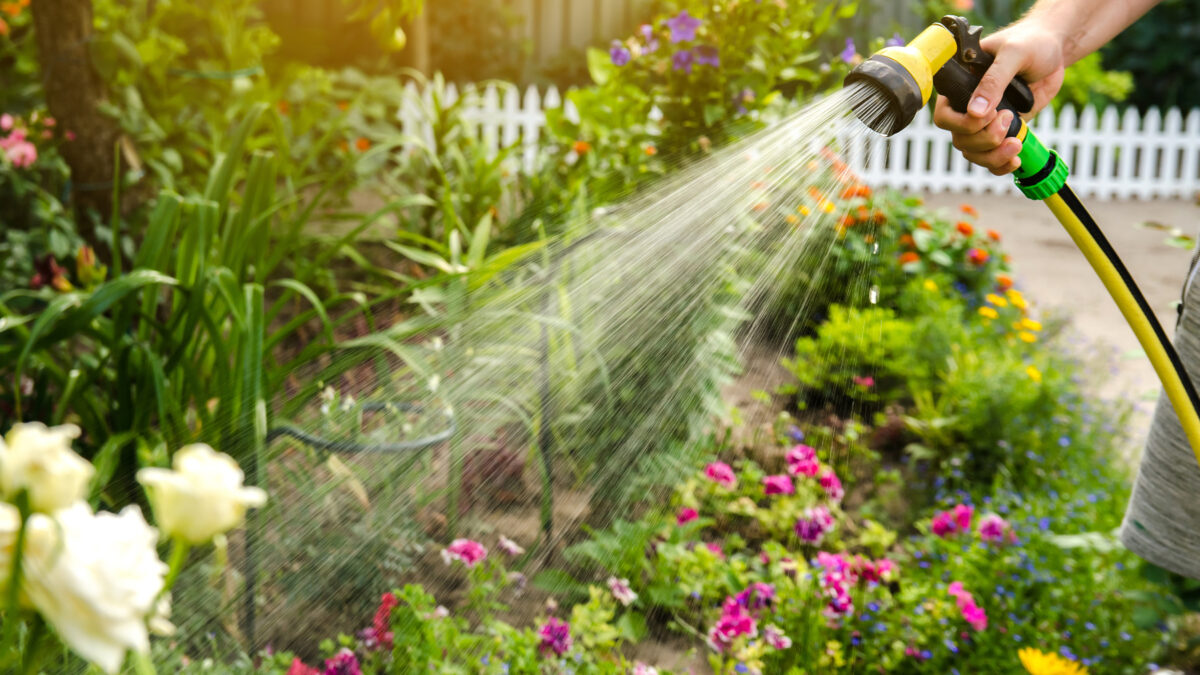 Person gießt im Juli mit einer Brause blühende Gartenbeete und Sommerblumen.