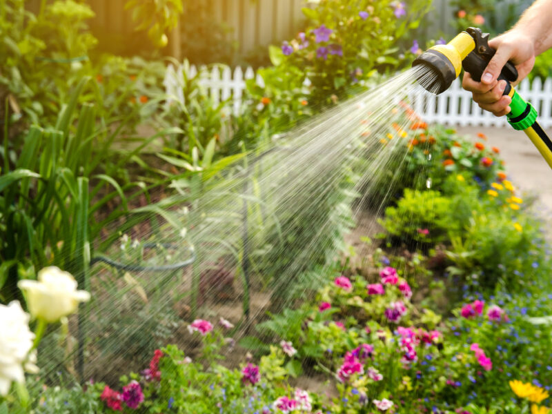 Person gießt im Juli mit einer Brause blühende Gartenbeete und Sommerblumen.