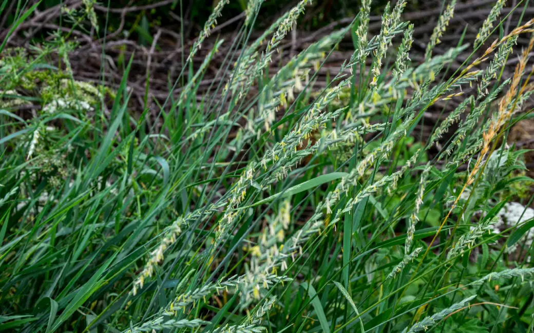 Blühende Quecke (Elymus repens) mit grünen Halmen und Ähren auf einer natürlichen Wiese.