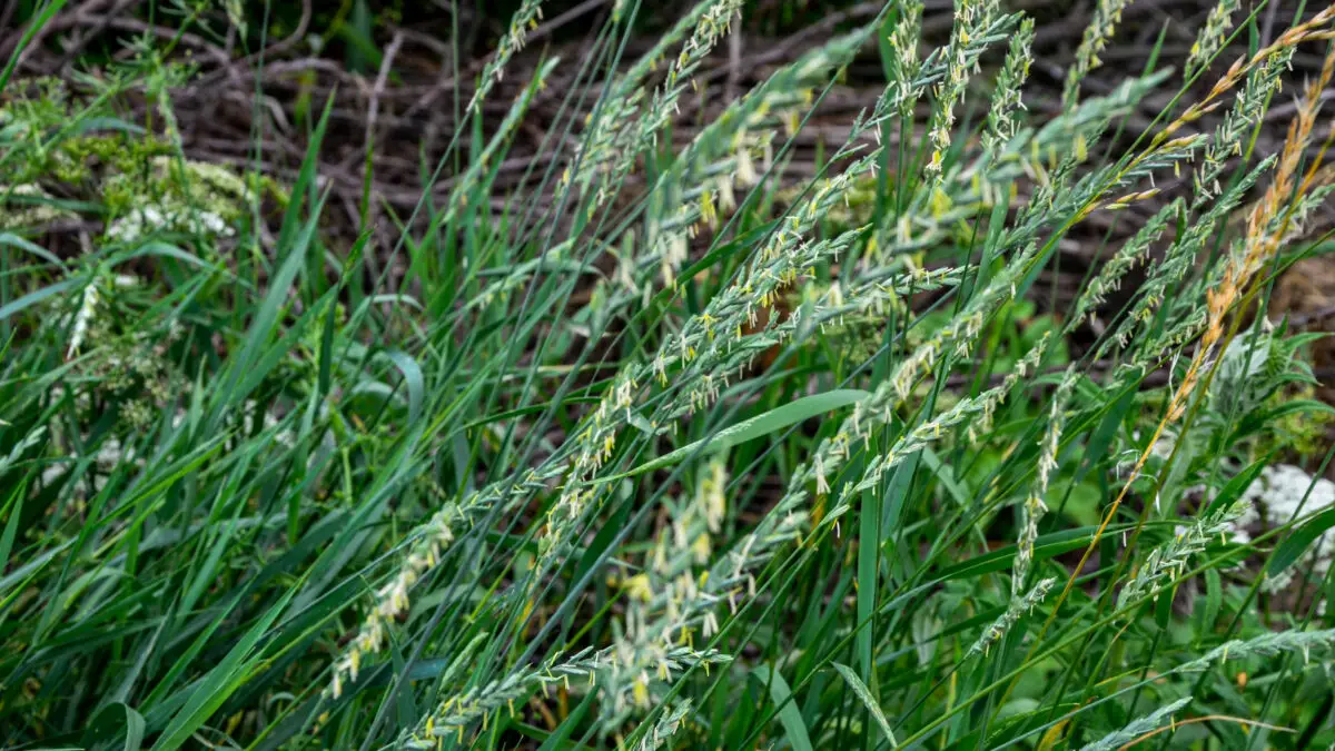 Blühende Quecke (Elymus repens) mit grünen Halmen und Ähren auf einer natürlichen Wiese.