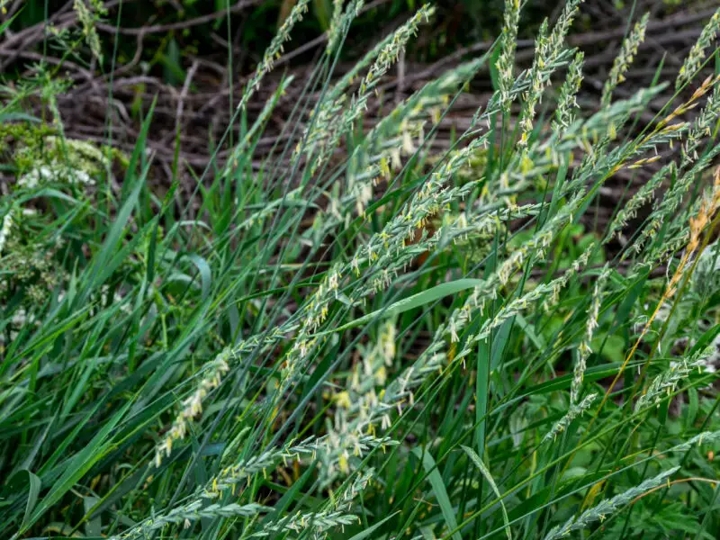 Blühende Quecke (Elymus repens) mit grünen Halmen und Ähren auf einer natürlichen Wiese.