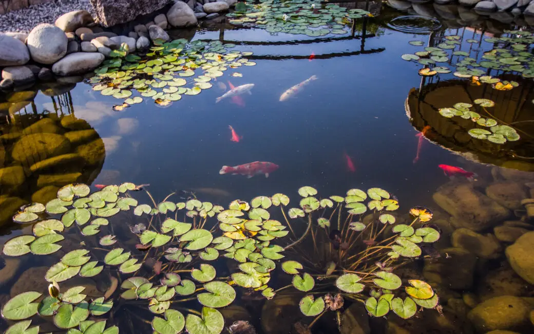 Fische im Teich
