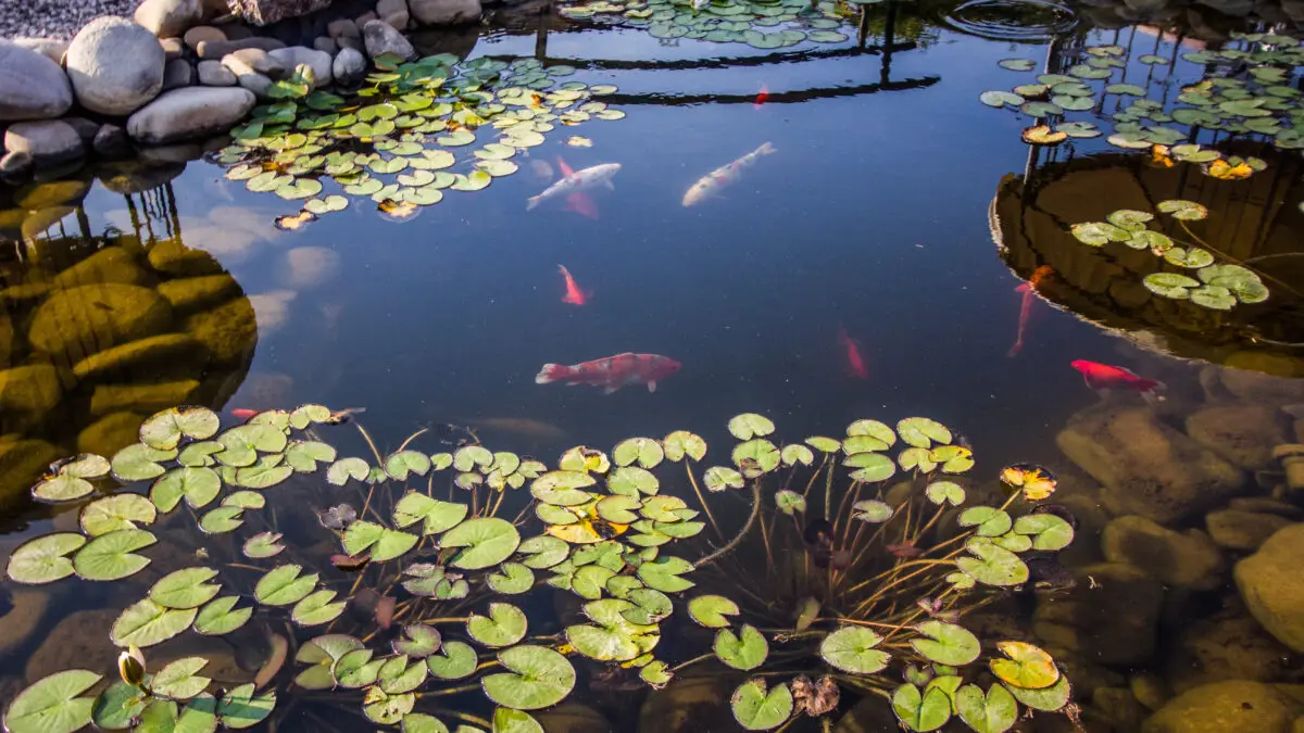 Fische im Teich