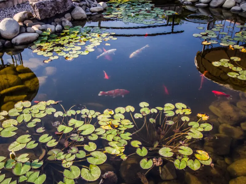 Fische im Teich