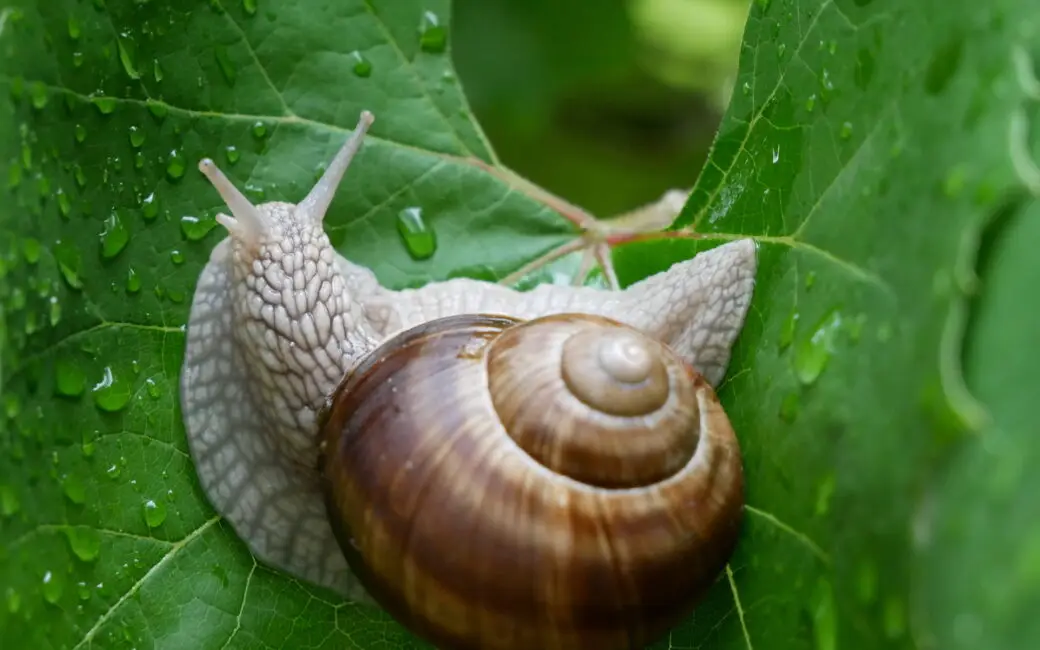 Weinbergschnecke auf einem grünen Blatt mit Wassertropfen.