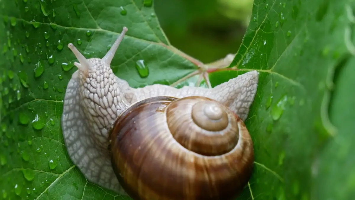 Weinbergschnecke auf einem grünen Blatt mit Wassertropfen.