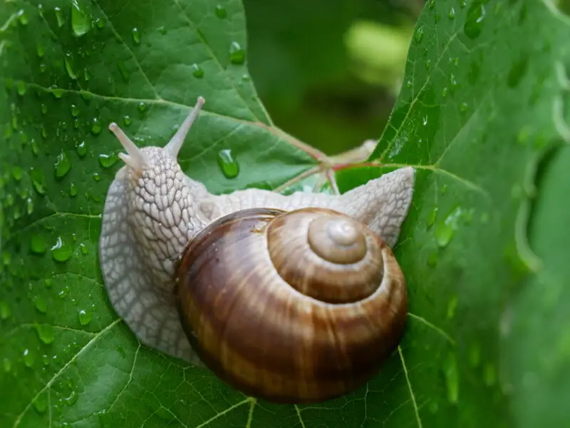 Weinbergschnecke auf einem grünen Blatt mit Wassertropfen.