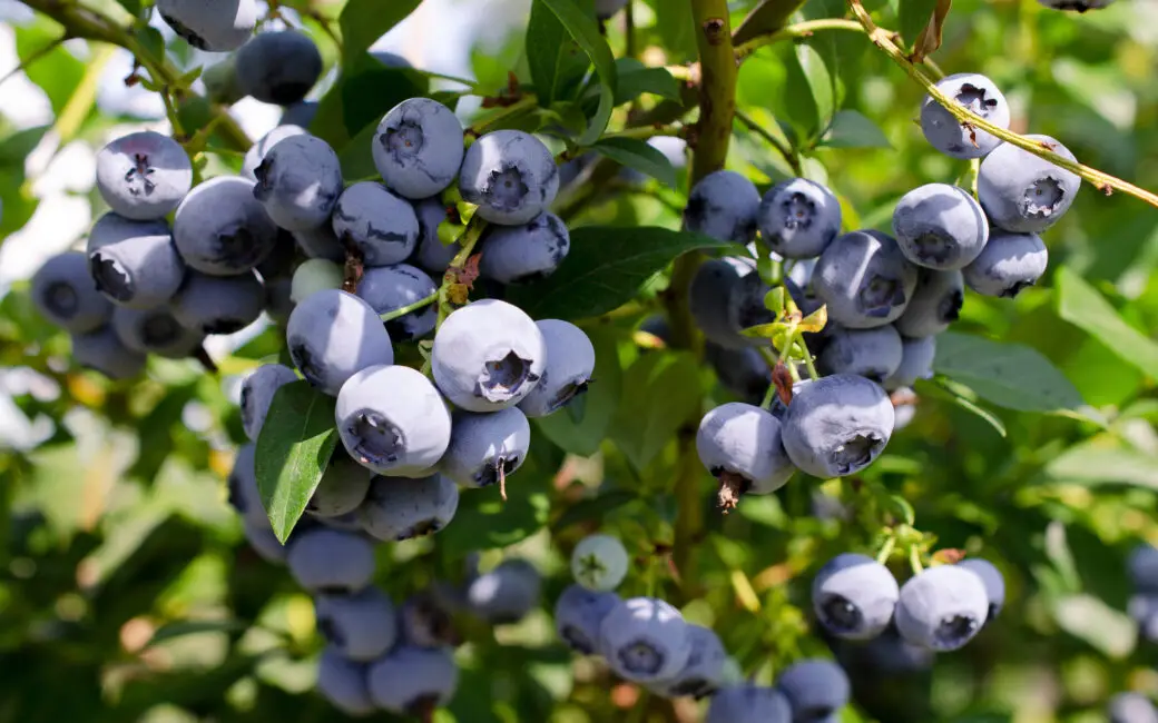 Heidelbeeren im Garten