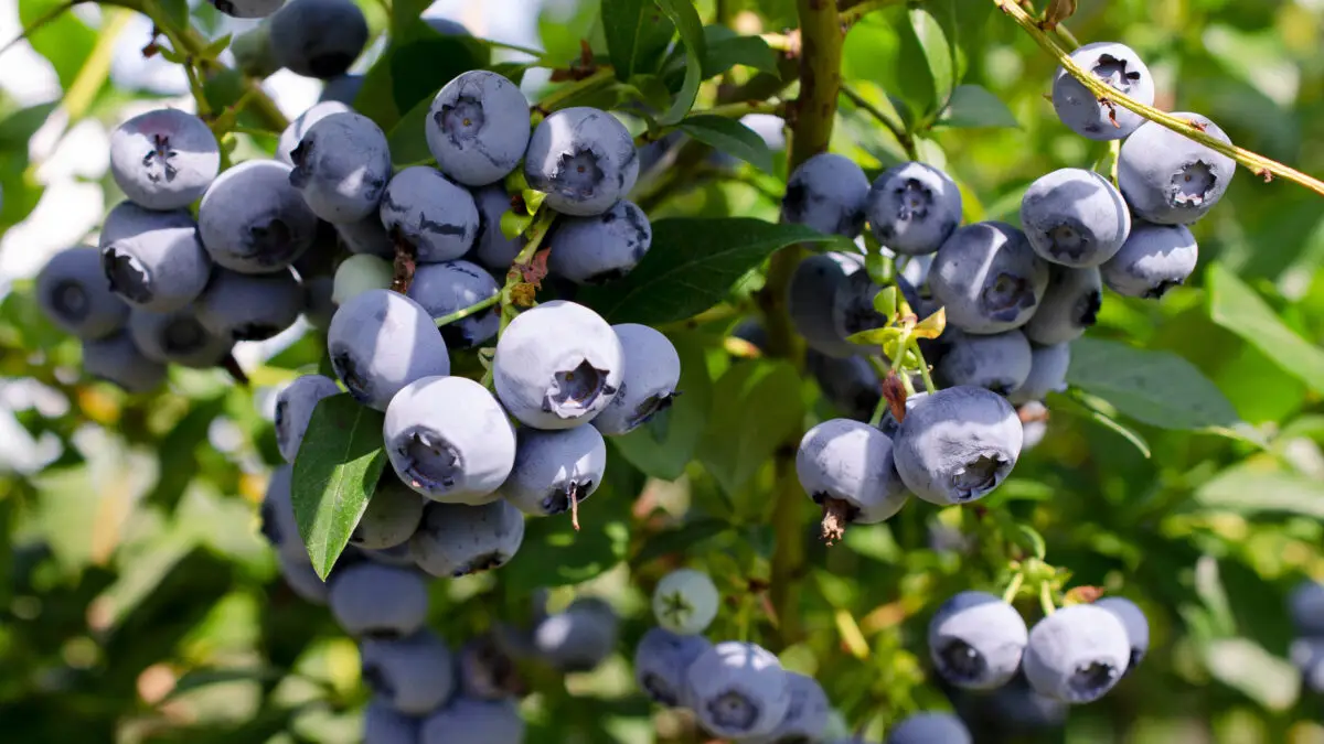 Heidelbeeren im Garten