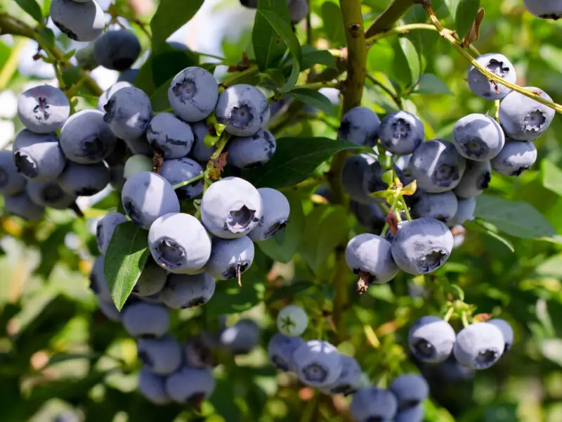 Heidelbeeren im Garten