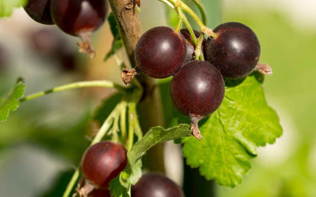 Jostabeeren