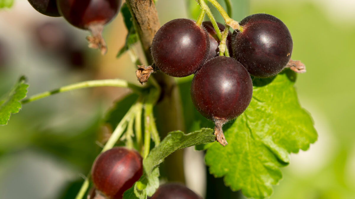 Jostabeeren