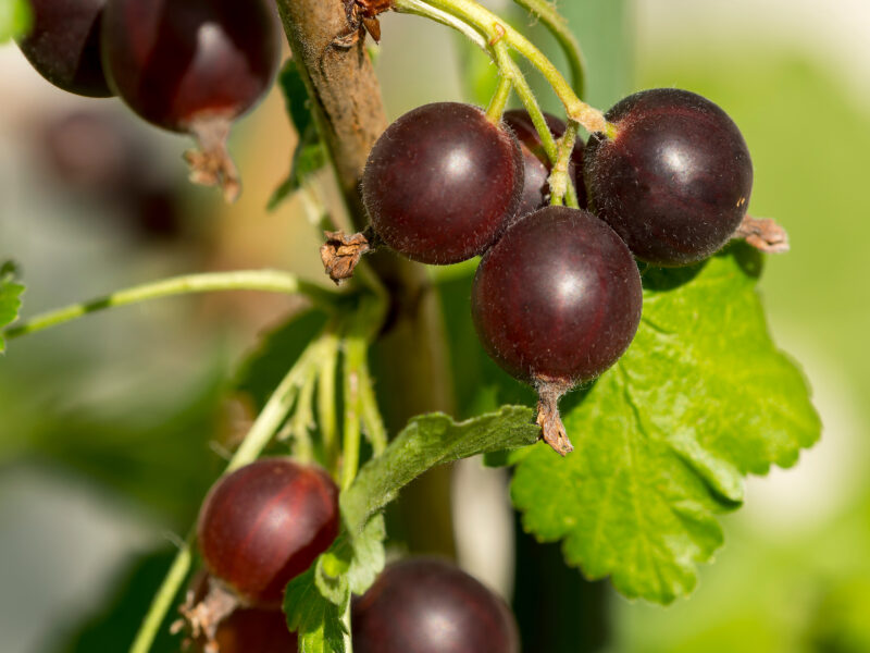 Jostabeeren