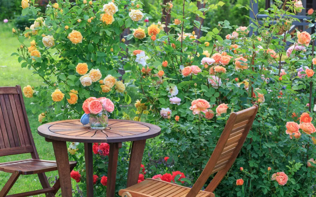 Rosen im Garten
